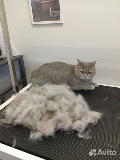 Услуги грумера/стрижка собак и кошек