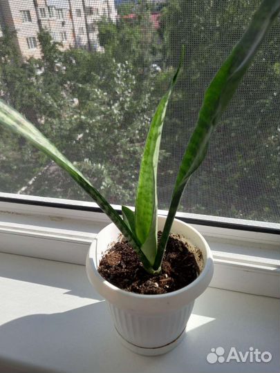 Сансевиерия,щучий хвост