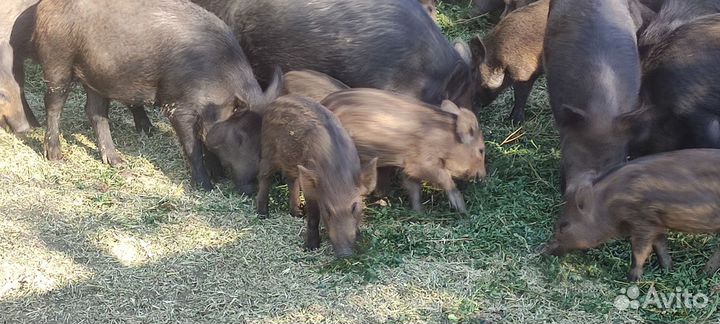 Дикие кабаны