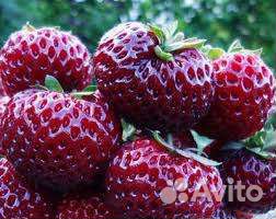 Земляника Мице Шиндлер