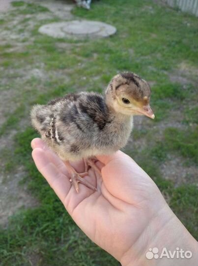 Продаются индюшата