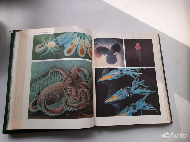 Энциклопедия 