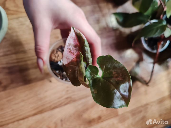 Сингониум клубничный лед galaxy