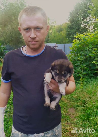 Щенок в добрые руки