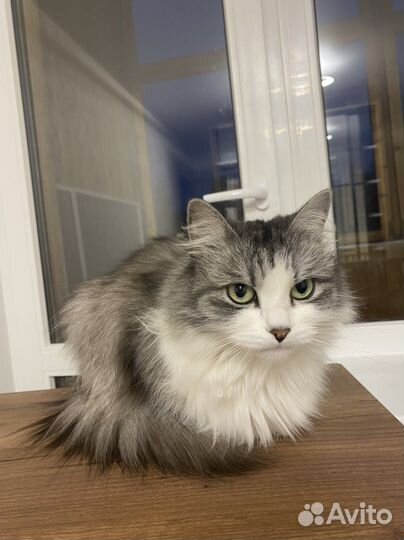 Кошка в добрые руки