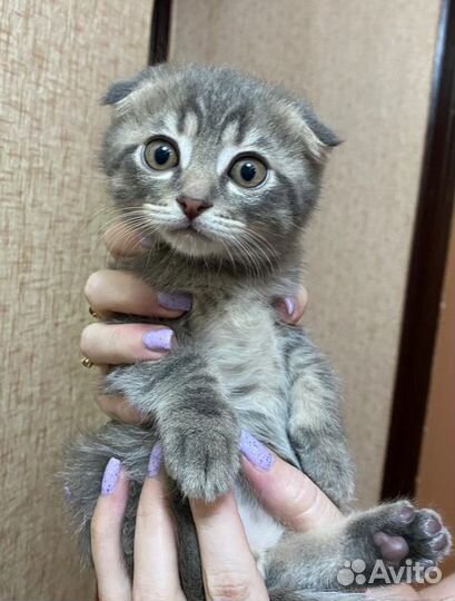 Котята бесплатно