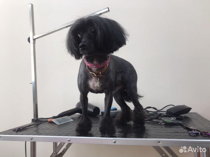 Стрижка собак