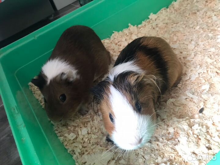 Морские свинки