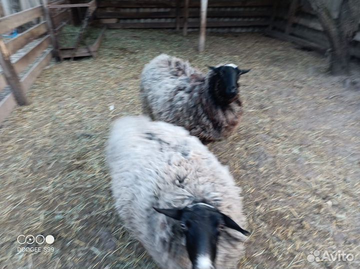 Овцы бараны