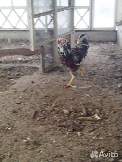 Орловские ситцевые