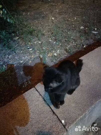 Шотландский кот (кошка) потеряшка