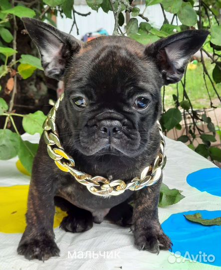 Французский бульдог щенки лиловый мерле