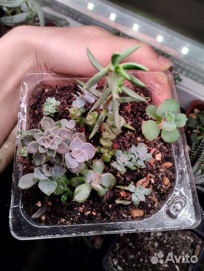 Суккуленты
