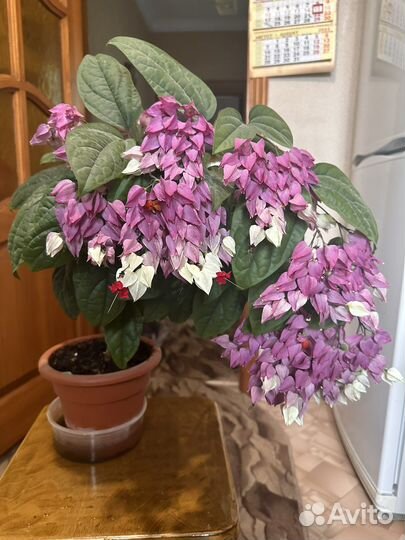 Клеродендрум томпсон