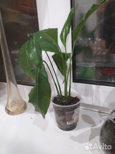 Спатифиллум