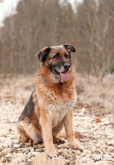 Пожилая немецкая овчарка Шейла в приюте
