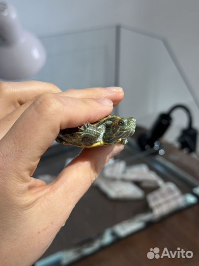 Красноухая черепаха с аквариумом