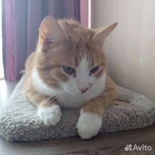 Котик ищет дом