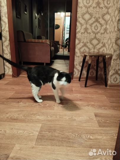 Кошка в дар