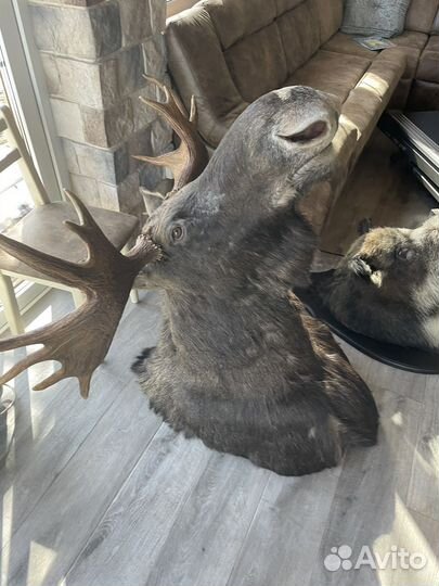 Голова лось