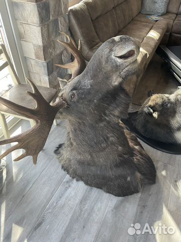 Голова лось