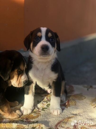 Щенки в добрые ручки