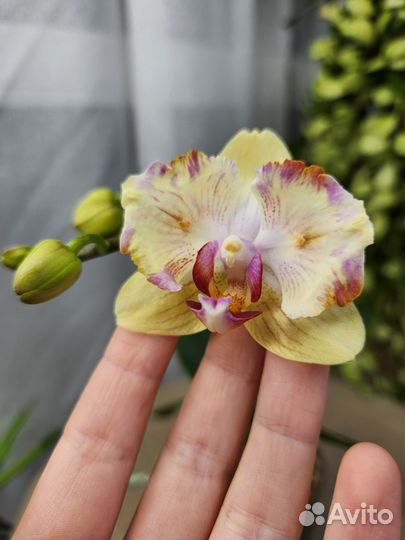 Орхидея фаленопсис бабочка Moon Lake