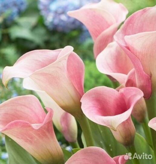 Луковицы каллы