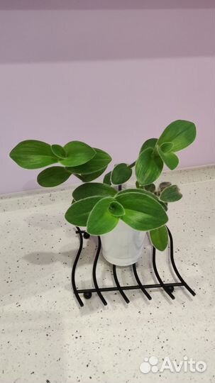 Традесканция войлочная силламонтана