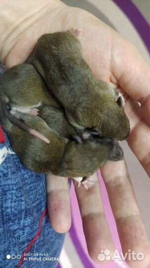 Крысята дамбо рекс, стандарт