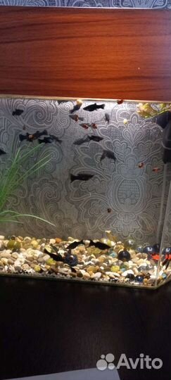 Мальки моллинезии