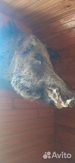 Чучело головы кабана