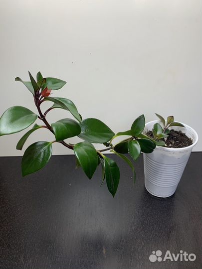 Нематантус Тропикана (гипоцирта, 