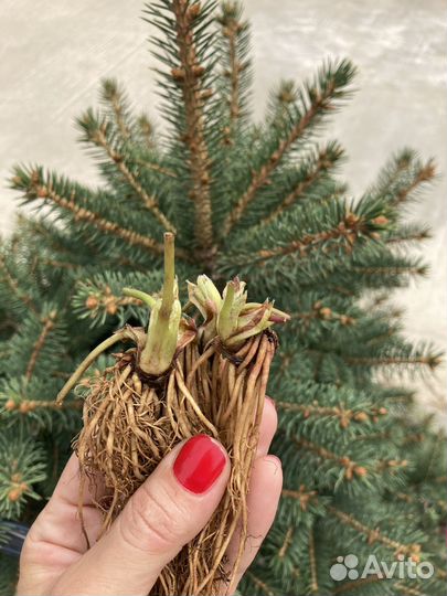 Фриго саженцы клубники