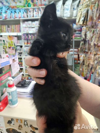 Котята ищут дом