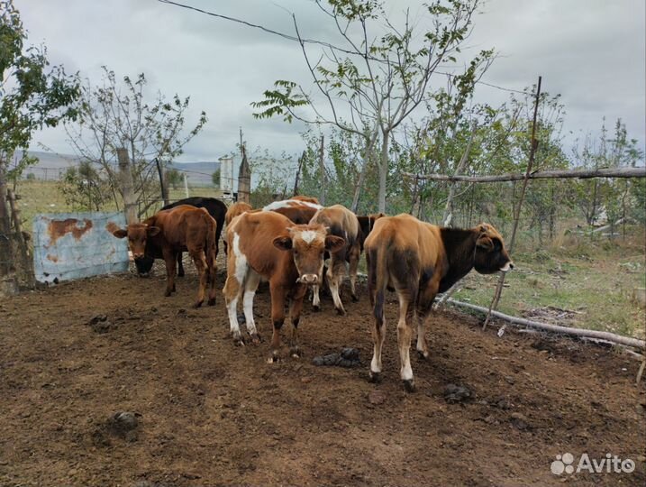 Домашние животные