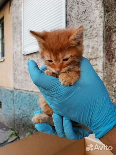 Беспородные котята