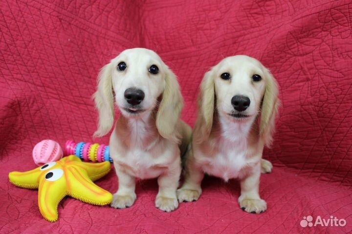 Щенок такса миниатюрная