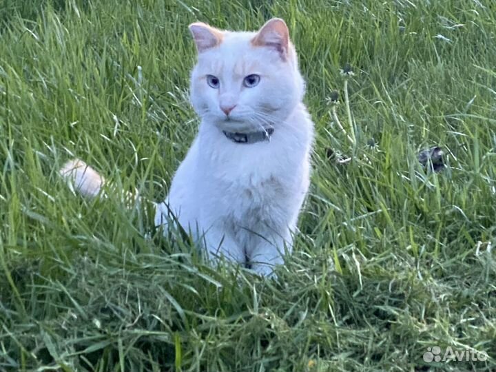 Кот с небесно голубыми глазами