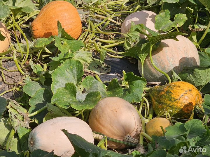 Тыква 4 сорта