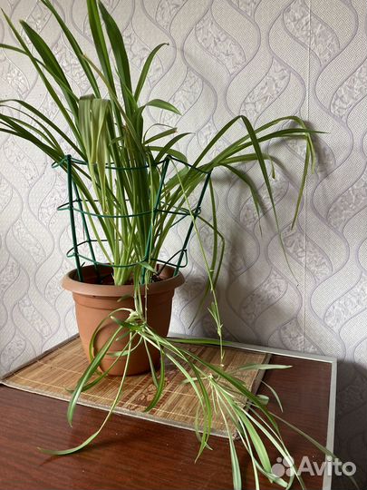 Хлорофитум