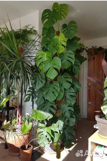 Монстера Деликатесса-черенки с корнями