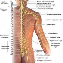 Мануальный массаж на дому Спина, шея Сегодня