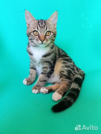 Котята бесплатно