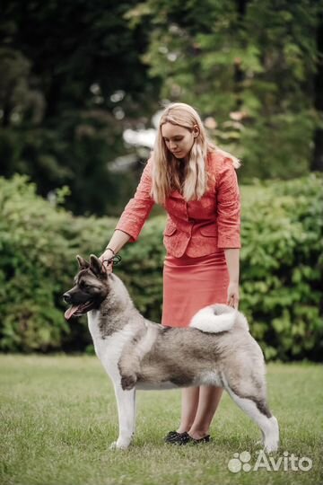 Профессиональный хендлер и грумер