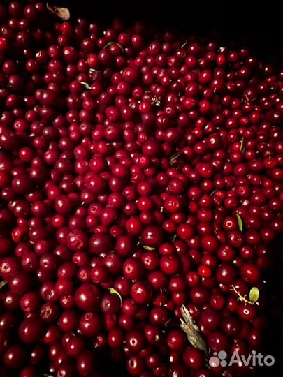 Брусника И Клюква Свежая, Орех Кедровый В Наличии