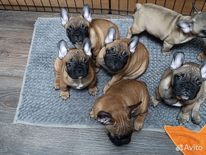 Французский бульдог