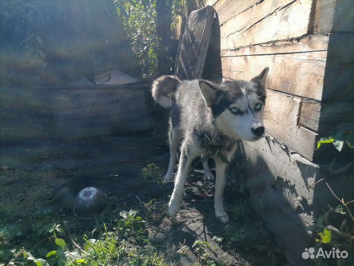 Сибирский хаски