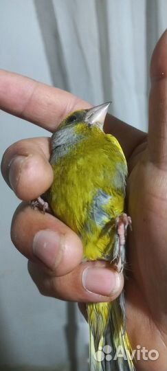 Птица зеленушки