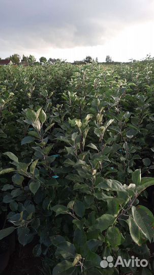 Саженцы Яблони Оптом